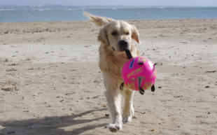 3rd birthday holiday in Studland