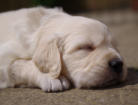 A month old