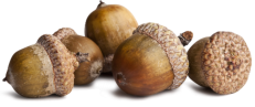 Acorns