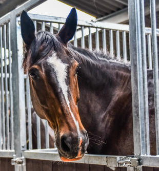 Horsey McHorseface