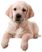 Puppy Freddie