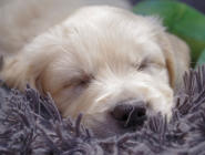 Six Weeks Old